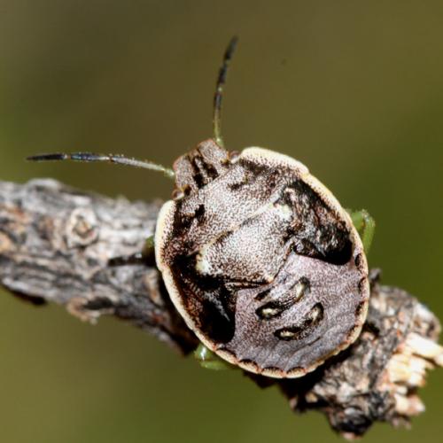 Réf. 37 905 : Chlorochroa sp.