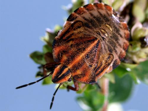 Réf. 37 912 : Graphosoma italicum