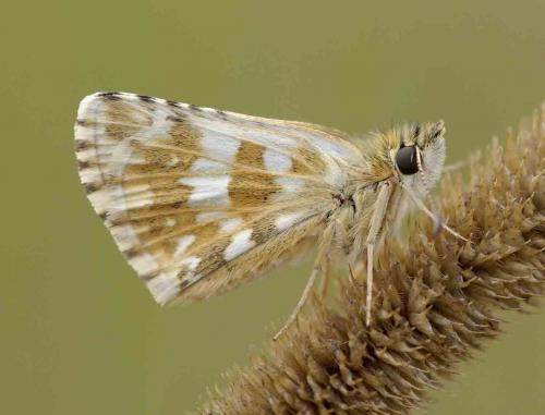 Pyrgus sp.