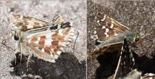 Réf. 37 573 : Pyrgus cirsii