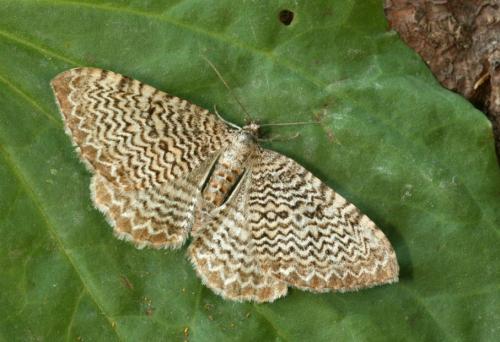 Hydria undulata