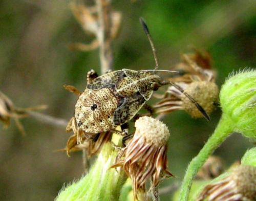 Réf. 37 489 : Stictopleurus punctatonervosus