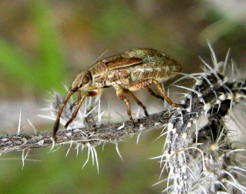 Stictopleurus punctatonervosus