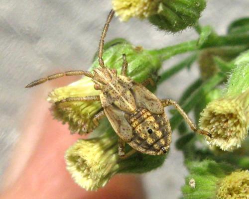 Stictopleurus punctatonervosus