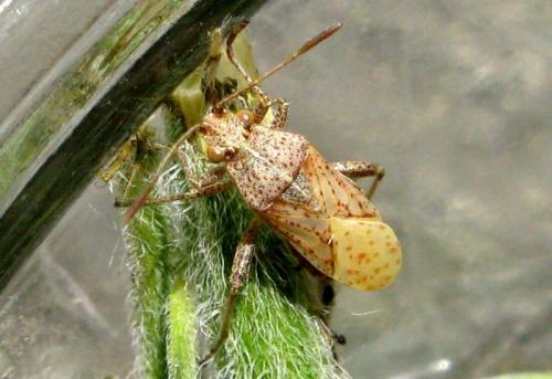 Réf. 37 492 : Stictopleurus punctatonervosus