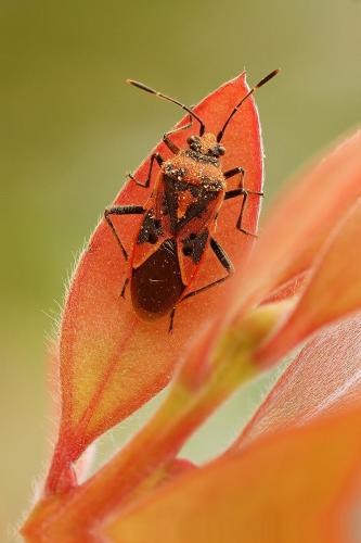 Corizus hyoscyami hyoscyami