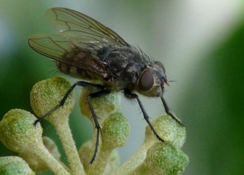 Pollenia sp.