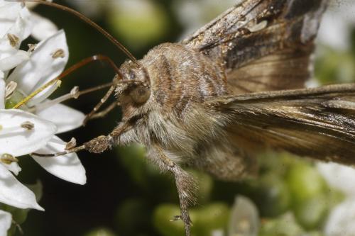 Autographa gamma