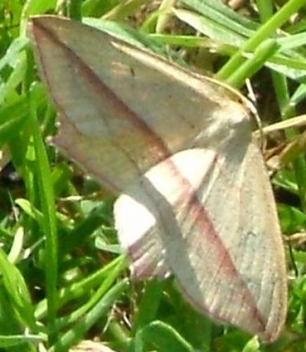Réf. 37 986 : Timandra comae