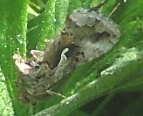Réf. 37 987 : Autographa gamma