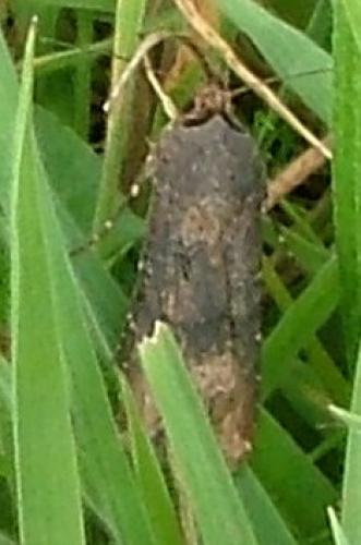 Agrotis ipsilon
