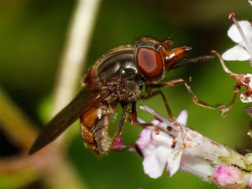 Réf. 37 414 : Rhingia campestris