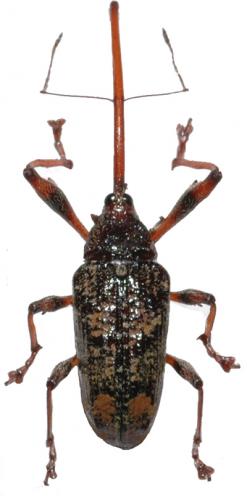 Réf. 37 589 : Lonchophorus sp.