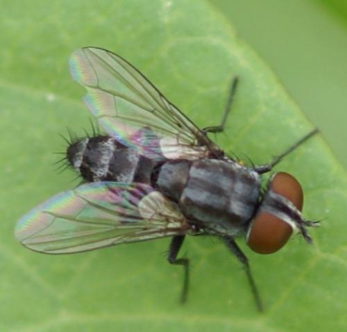 Amobia sp.