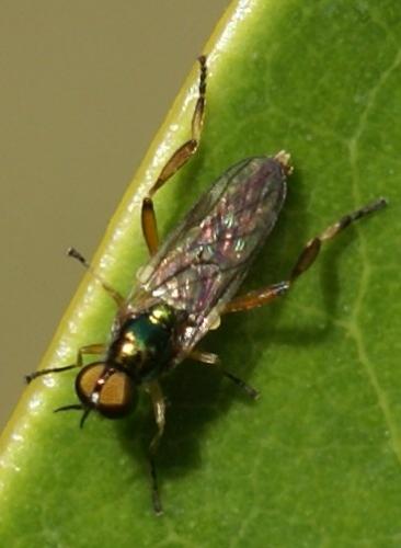 Réf. 37 552 : Chorisops sp.