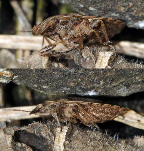Sciocoris homalonotus