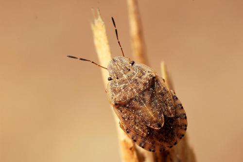 Sciocoris macrocephalus