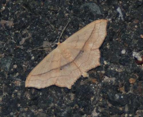 Réf. 37 044 : Scopula imitaria