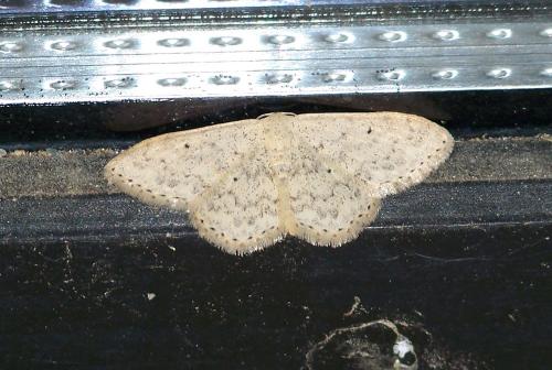 Scopula marginepunctata