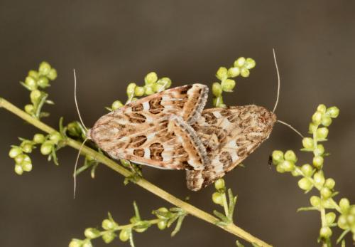 Réf. 37 493 : Protoschinia scutosa