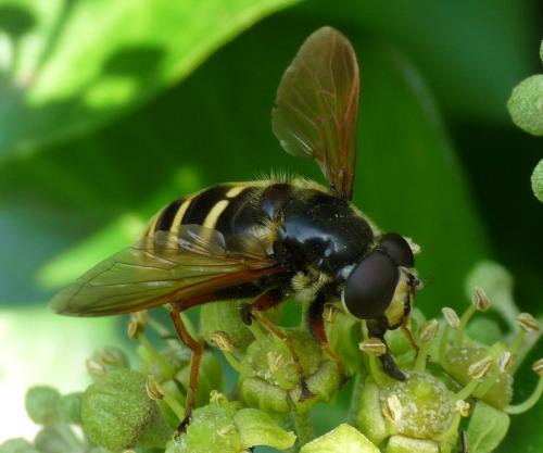 Sericomyia silentis