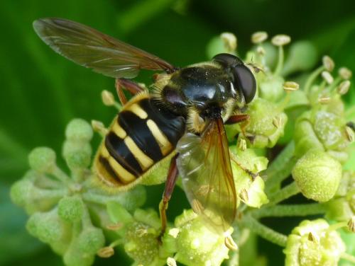 Réf. 37 891 : Sericomyia silentis
