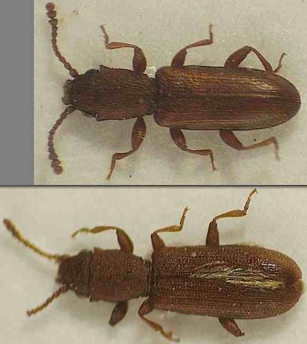 Silvanus unidentatus