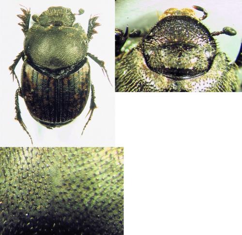 Onthophagus sp.
