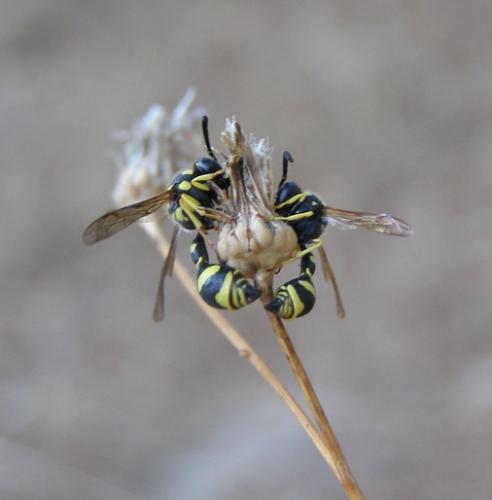 Eumenes sp.