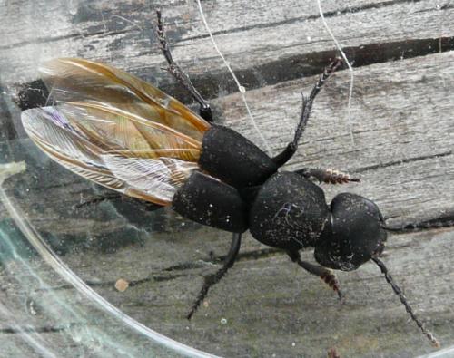 Réf. 37 953 : Ocypus olens