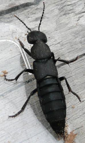 Réf. 37 952 : Ocypus olens