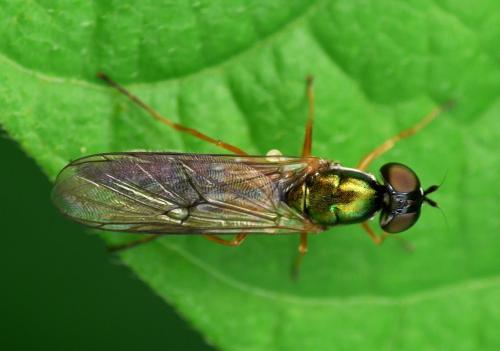 Sargus bipunctatus