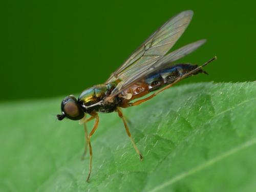 Sargus bipunctatus