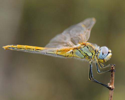 Réf. 37 452 : Sympetrum fonscolombii