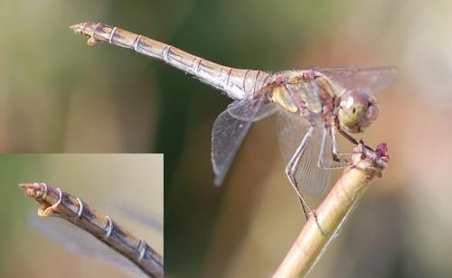 Sympetrum striolatum