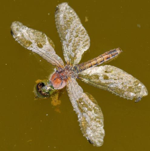 Sympetrum sp.