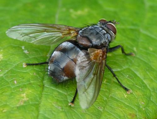 Réf. 37 864 : Nemoraea pellucida