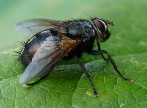 Réf. 37 863 : Nemoraea pellucida