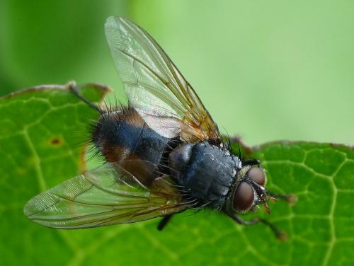 Réf. 37 867 : Nemoraea pellucida