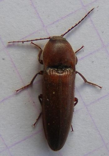 Melanotus crassicollis