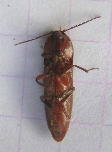 Réf. 37 684 : Melanotus crassicollis