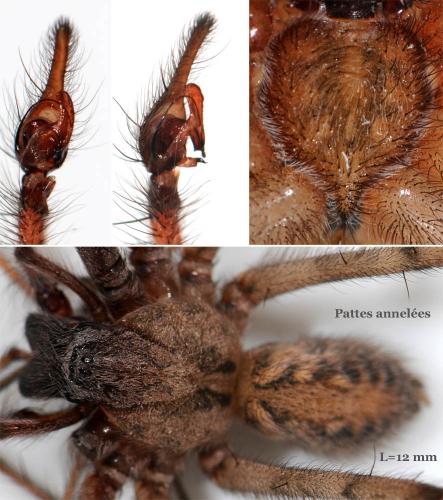 Tegenaria parietina