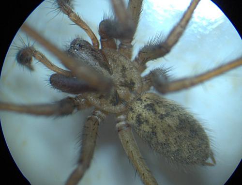 Eratigena saeva