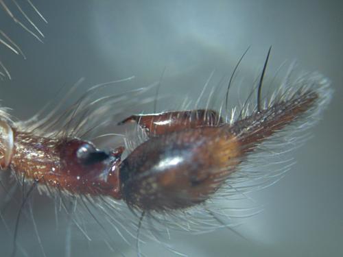 Eratigena saeva