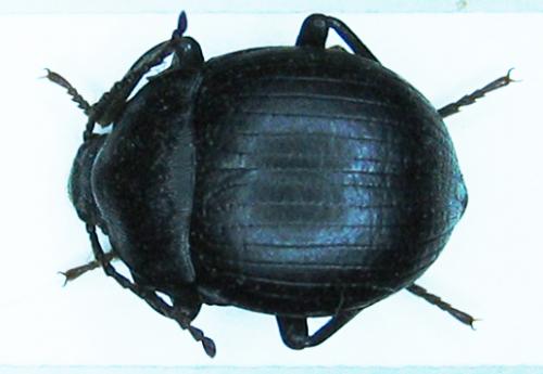 Enoplopus dentipes