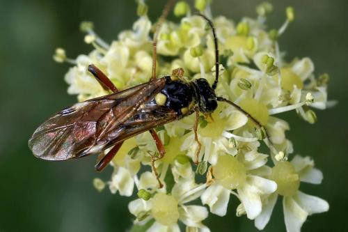 Réf. 37 600 : Tenthredopsis sp.