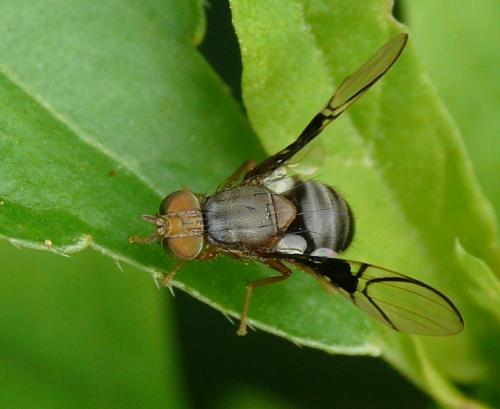Réf. 37 919 : Anomoia purmunda