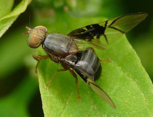 Réf. 37 920 : Anomoia purmunda