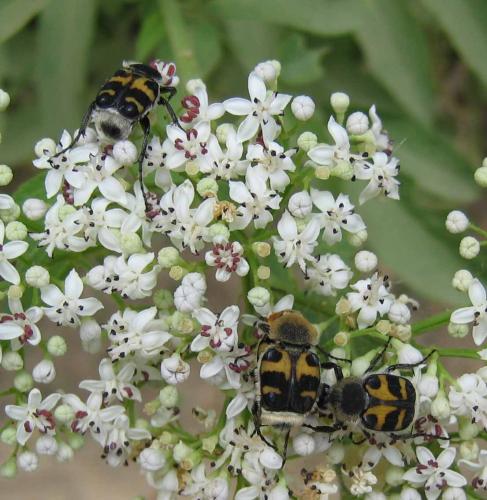 Trichius sexualis