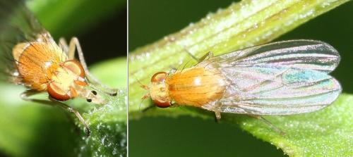 Réf. 37 232 : Sapromyza sp.